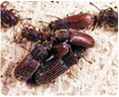 蛀蟲-屏農白蟻除蟲公司，成立於大高雄超過數十年,擁有專業除蟲執照，我們營業項目對於媒防治消毒工程、白蟻防治工程、蟑螂防治工程、跳蚤防治工程、老鼠防治工程